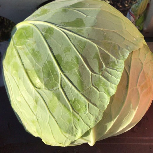 平包菜  奥奇娜包菜，平包，加工厂货