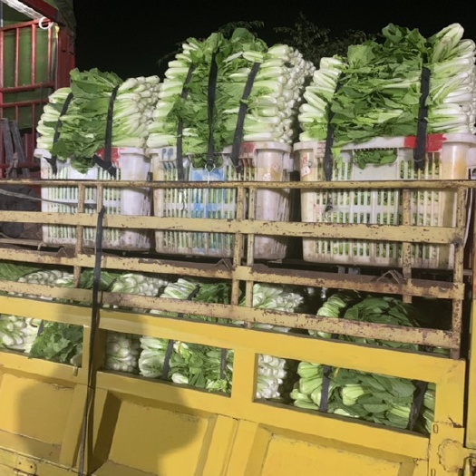 三台县 精品小白菜，量大从优，欢迎采购