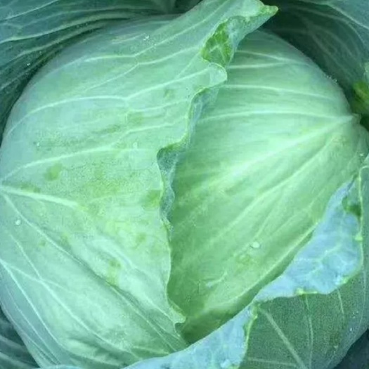 嘉鱼县绿包菜  圆包菜绿甘蓝，产地直供，质量保证，超市，市场优选热销蔬菜！