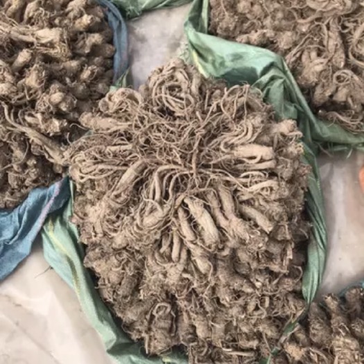 维西县 云南当归