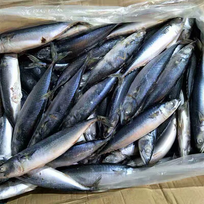 順豐包郵青佔魚鮁魚鮐鮁魚青條魚鮮活冷凍海鮮海產品海捕魚