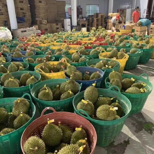 济南 干尧榴莲