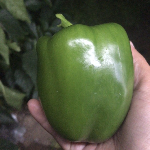 张家口圆椒 甜辣 靑色 5~10cm