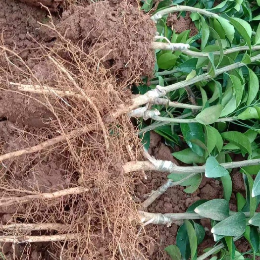 金堂县纽荷尔脐橙苗 柑橘苗出售