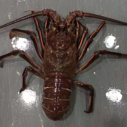 上海墨西哥红龙虾 青龙，小蜜蜂，西澳，墨西哥红龙，古巴龙