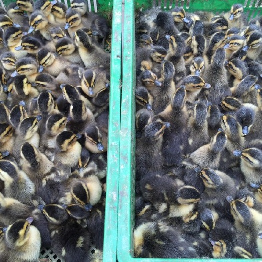 南宁 麻鸭苗 青头鸭苗 杂交鸭苗 正规养殖孵化场大量供应包打疫苗