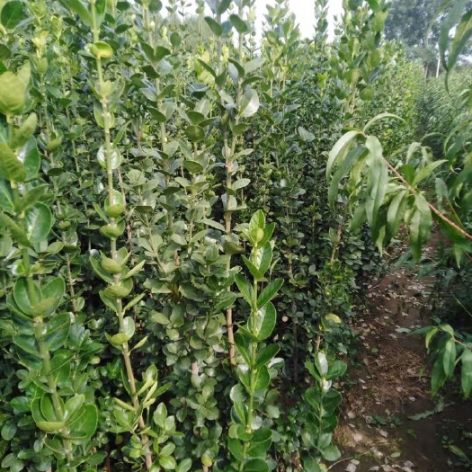 精品北海道黄杨，价格合理，量大优惠，质量有保证！规格齐全