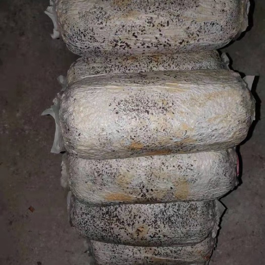 塔城市菌棒（不含菌种）  高产小黑平菇菌棒