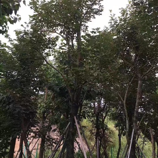 漳州 多花风铃木