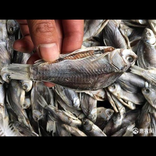 宣城鲤鱼 鲫鱼干