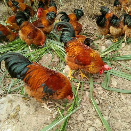 南宁 土鸡苗 桂香土鸡苗 灵山土鸡苗 正宗土鸡 正规孵化场供应
