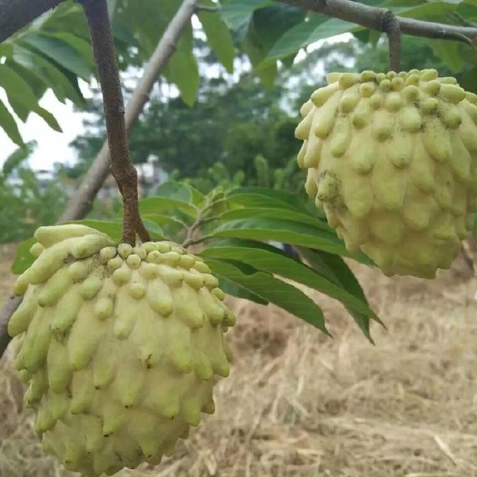 博罗县 正宗凤梨释迦果