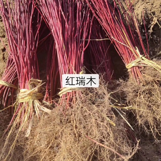 开原市 红瑞木