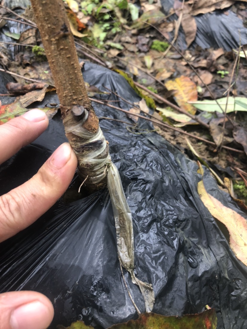 中华寿桃桃树苗 根系发达，成活率高，死苗免费补发，品种保证，免费技术支持