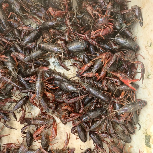 南通 小龙虾