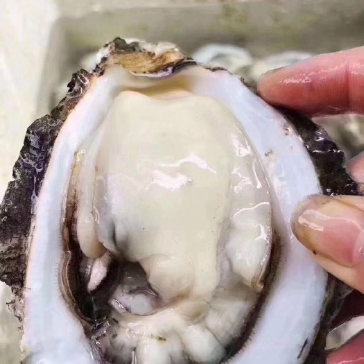 饶平县牡蛎  大白蚝脆蚝