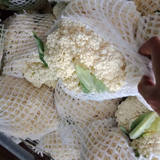邯郸松花菜 松散 2~3斤
