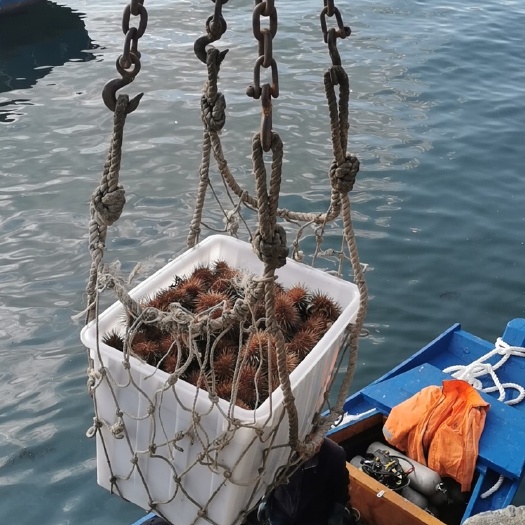 大连海胆  一手货源批发