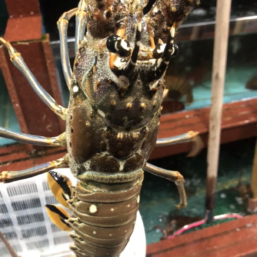 上海 小蜜蜂龙虾，美国