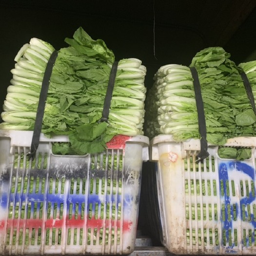 三台县 精品小白菜上海青