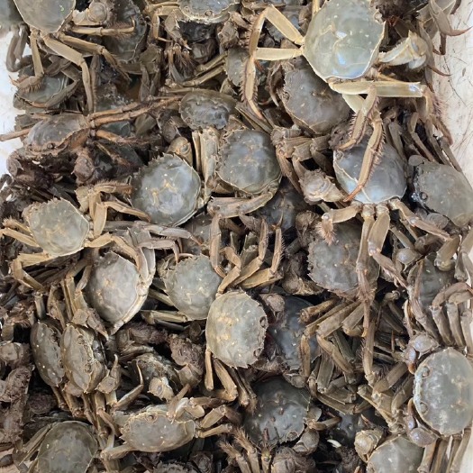 南通大闸蟹