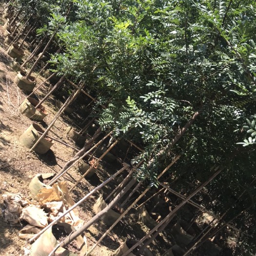 宜良县清香木苗 米径3分清香树苗35袋子