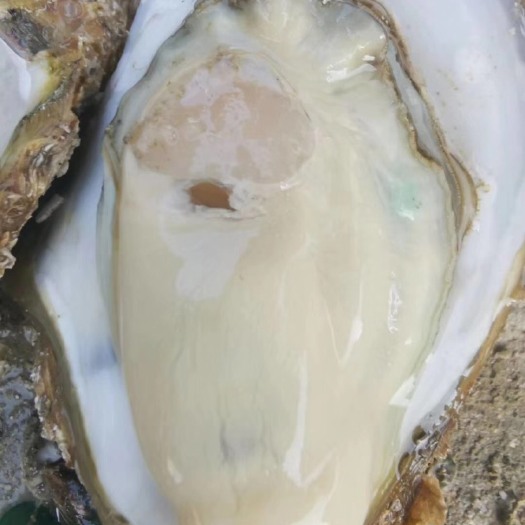 佛山汕尾生蚝 海水 4-5两/只 鲜活水产