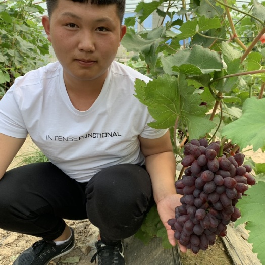 昌黎县巨盛一号葡萄苗 保证纯度 保证质量  基地直销 假一赔十