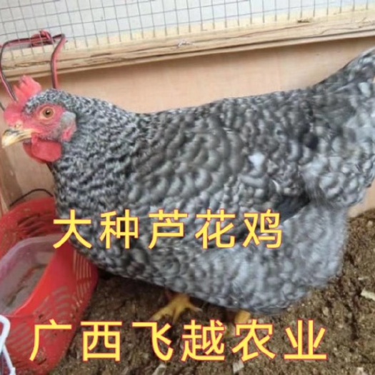 南宁芦花鸡苗 母
