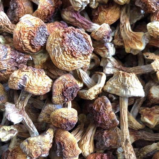  场地批发 姬松茸 巴西菇干货  货源稳定 量大从优