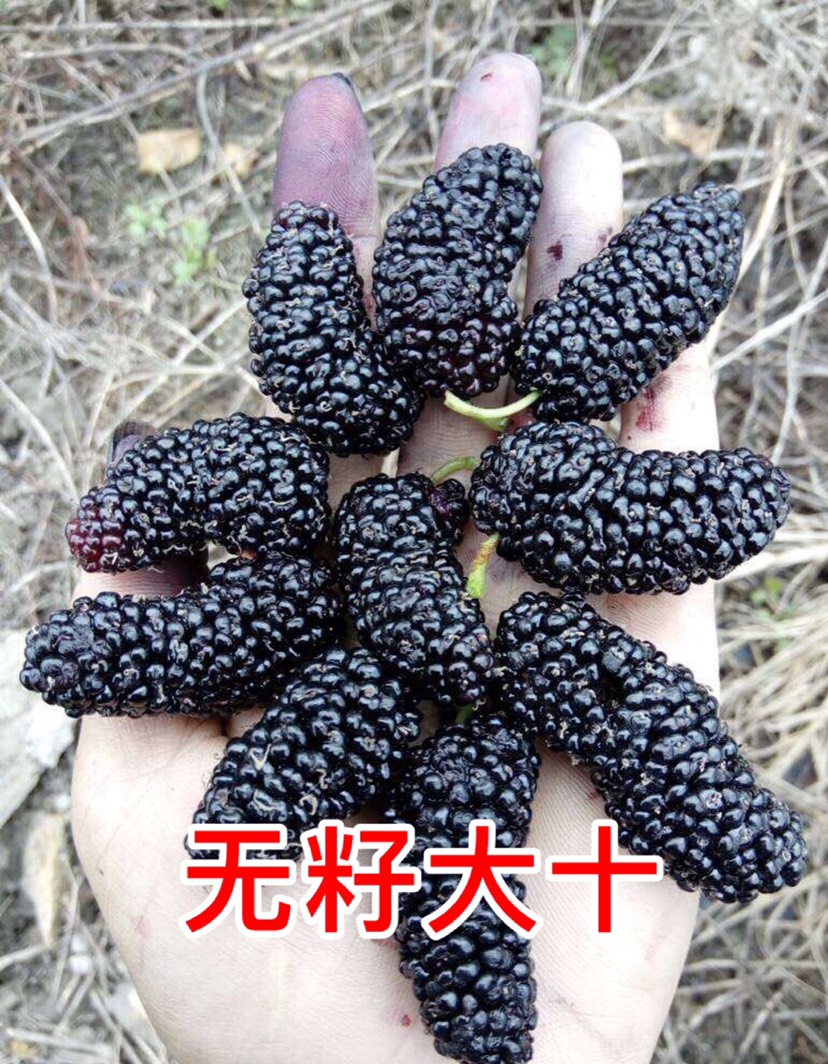 无籽大十果桑苗  果桑两年苗 无籽大十两年小树 长果桑两
