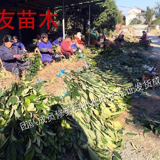 台州大五星枇杷苗 一年嫁接 白肉枇杷苗 只发顺丰快递包邮