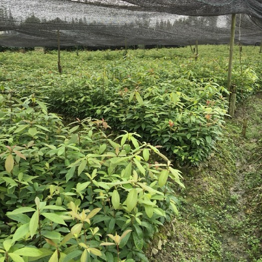 洪雅县普通金丝楠木 桢楠苗，桢楠牙苗，桢楠裸根苗
