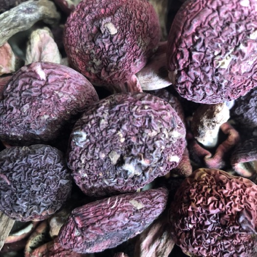 云南原场地 红菇  月子红 大红菌批发  货源直供 量大从优
