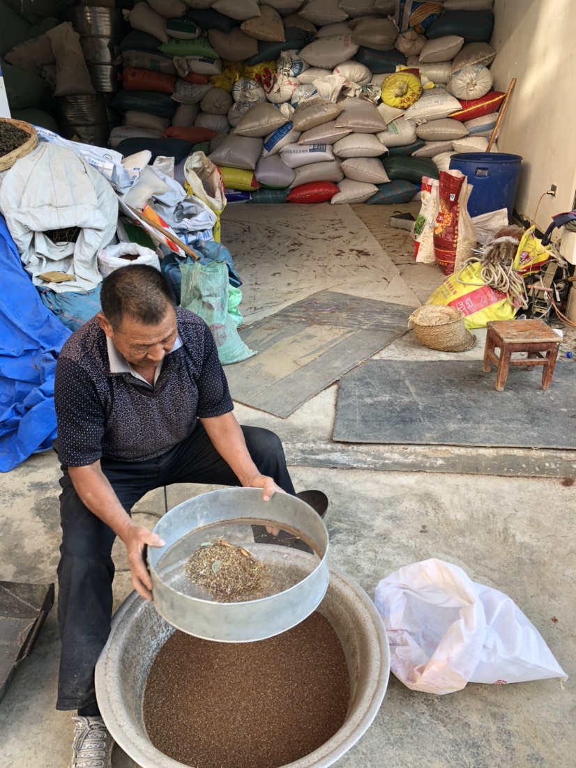 假酸浆种子  冰粉籽