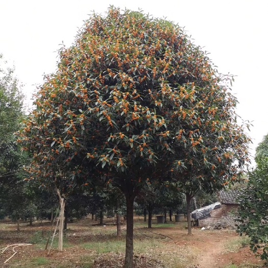 桂林八月桂   桂花树8-20公分具体要求规格请详谈
