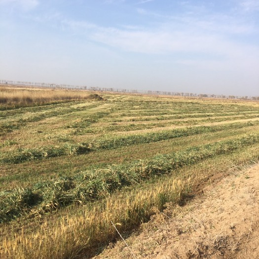 巴彦淖尔秸秆饲料  燕麦干草急售