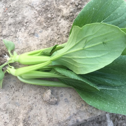 上海常年供应上海鸡毛菜货源稳定量大从优