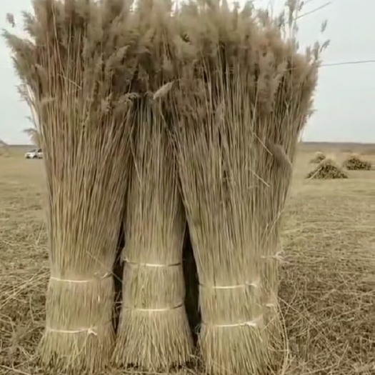 乌兰浩特 旱塘苇子 芦苇