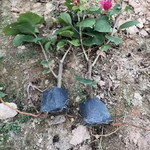 漳州 潮州红三角梅