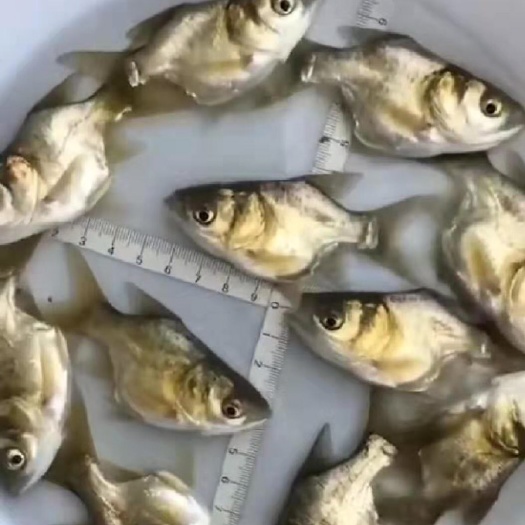 广州 缩骨大头鱼苗  仙骨大头鱼苗