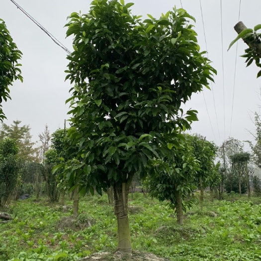 成都精品黄角兰树