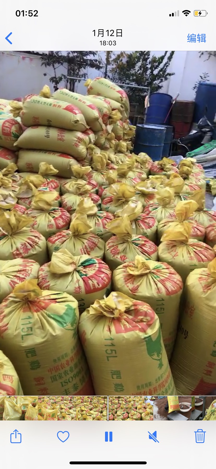 假酸浆种子  冰粉籽