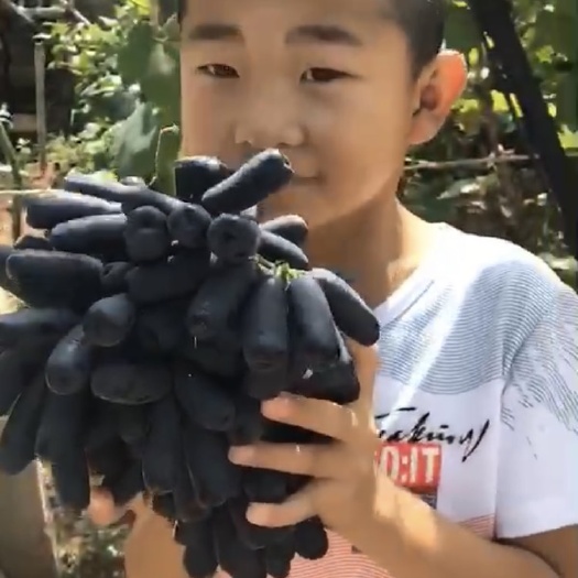 卢龙县蓝无核指葡萄苗  夏黑根嫁接苗