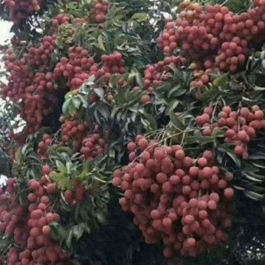 灵山县糯米糍荔枝苗 糯米糍