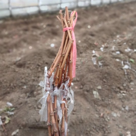 绥中县茉莉香葡萄苗