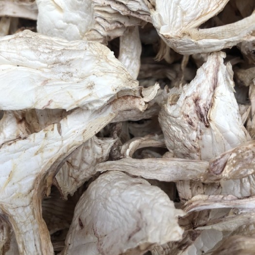 昆明 野生青杠菌干货 大货直供 产地批发 现货批发