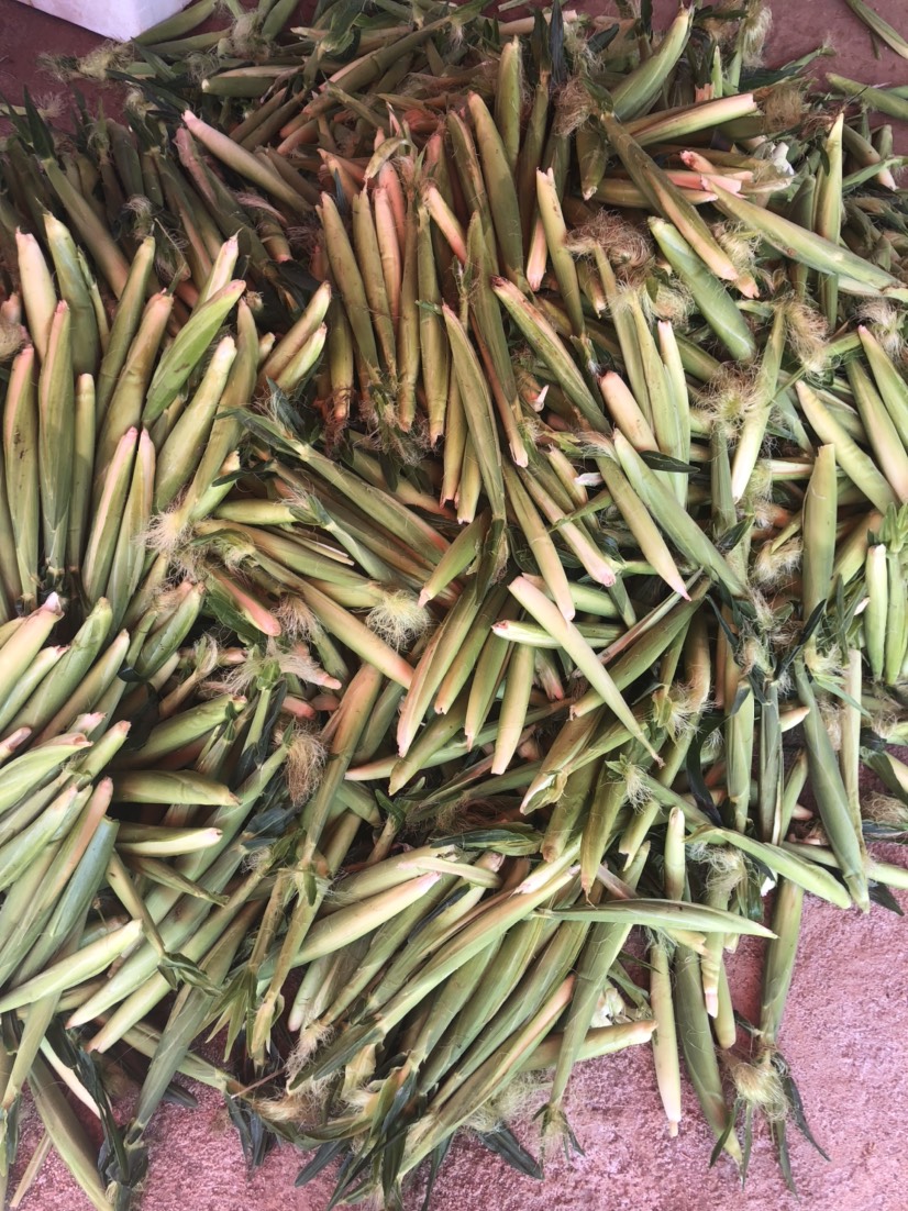  新鲜玉米笋基地直发