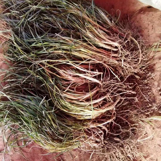 肥西县 细叶麦冬草