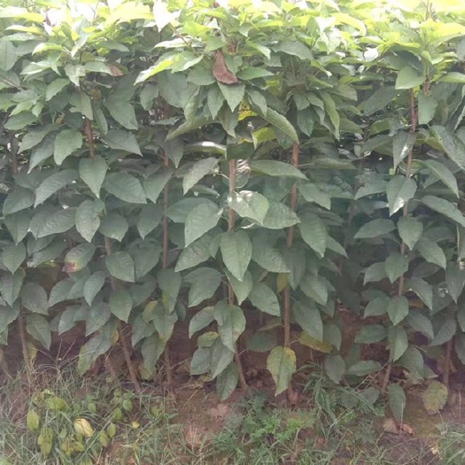 大连萨米脱苗  萨蜜托大樱桃苗